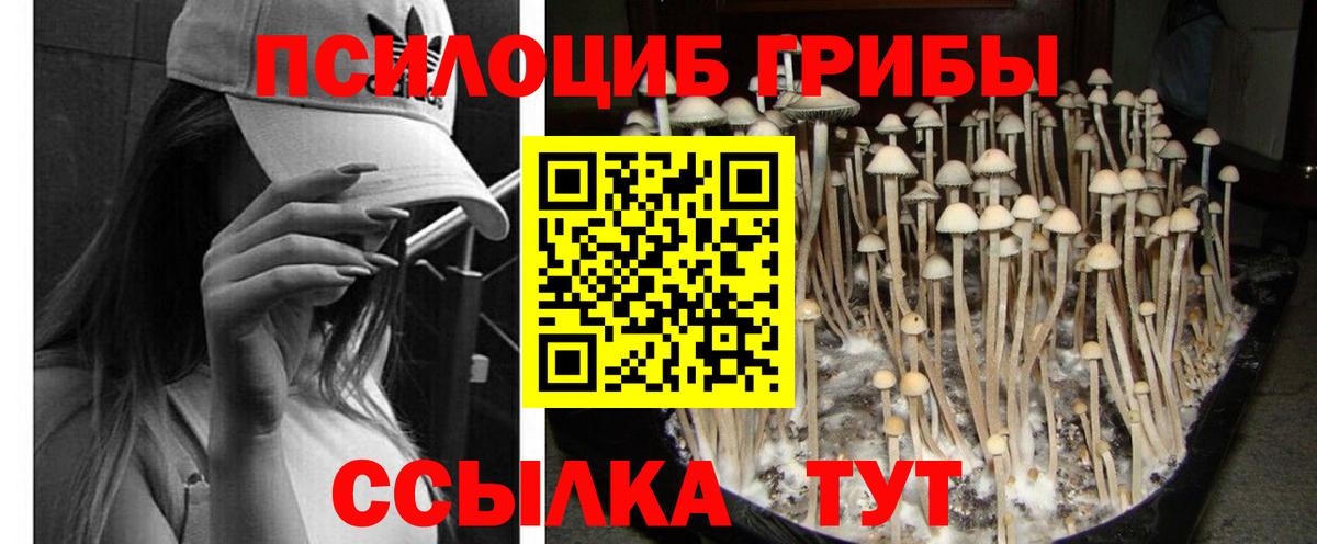 Псилоцибиновые грибы Magic Shrooms  цена наркотик  Карабулак  Вход с VPN 